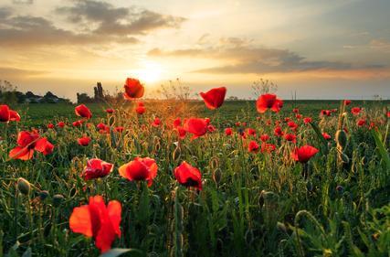 Fotolia_52668349_XS.jpg