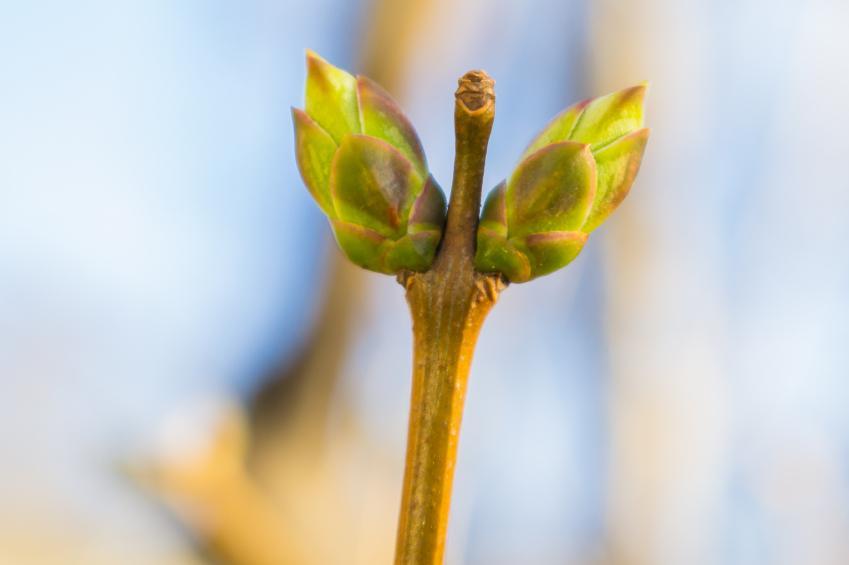 iStock_000037343264Small.jpg
